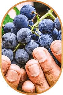 Resveratrol